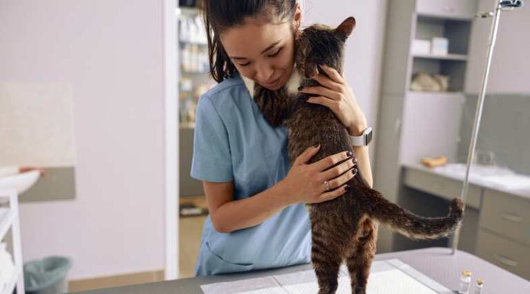 11_Aspectos_Saude_Pulo_do_Gato_SEO
