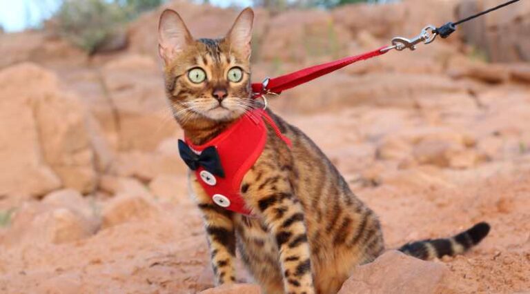 5_Pontos_Andar_Na_GUia_Pulo_do_Gato