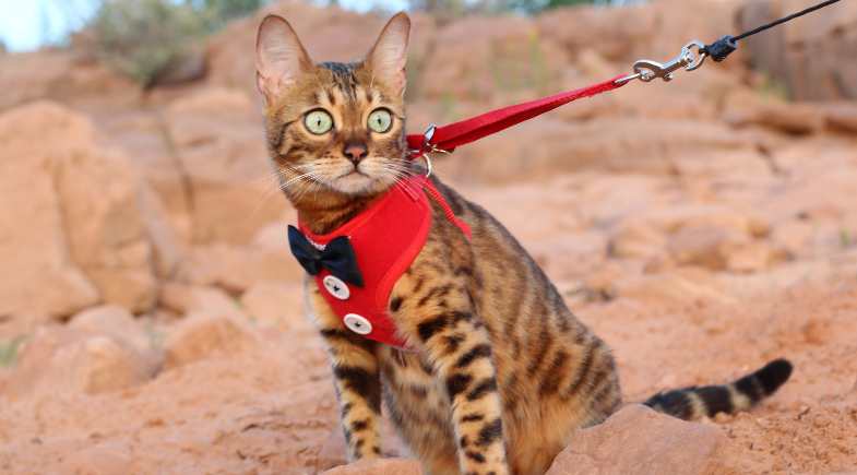 5 pontos a serem considerados antes de ensinar o gato a passear na guia
