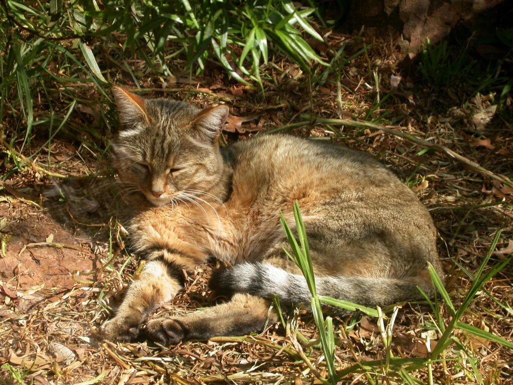 Abissinio_Guia_Raças_Pulo_do_Gato