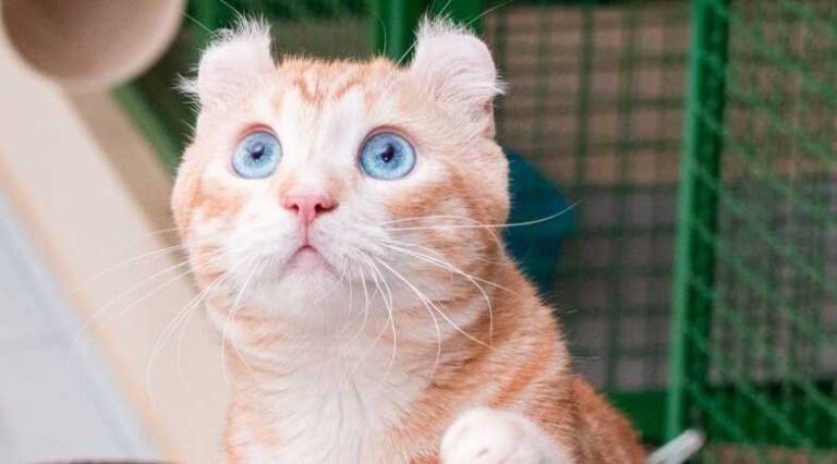 American_Curl_Pulo_do_Gato_SEO