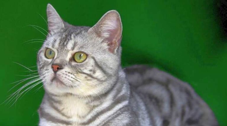 American_Shorthair_Pulo_do_Gato