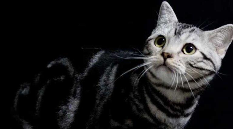 American_Shorthair_Pulo_do_Gato_SEO