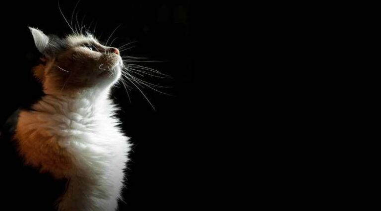 Ansiedade_Em_Gatos_Pulo_do_Gato