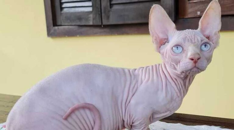 Bambino_Pulo_do_Gato_SEO