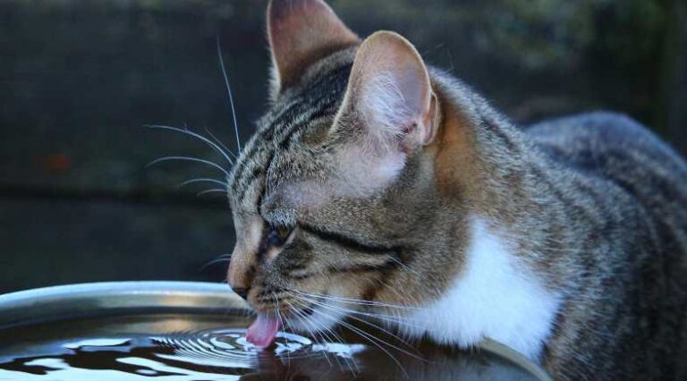 Beber_agua_Capa_Pulo_do_gato_SEO
