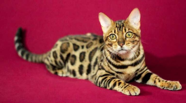 Bengal_Pulo_do_Gato_SEO-1