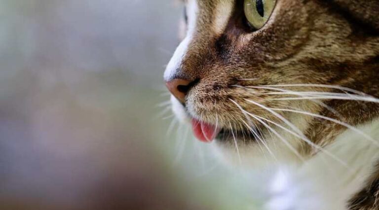 Bigodes_Pulo_do_Gato