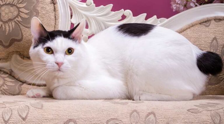 Bobtail_japones_pulo_do_gato_SEO(1)
