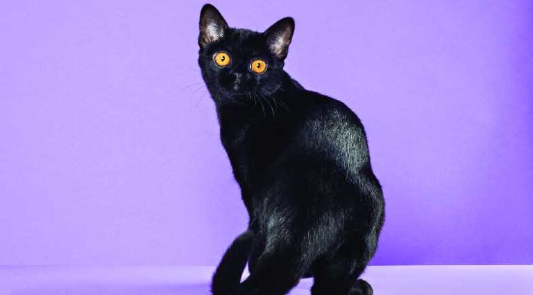 Bombay_Pulo_do_Gato_SEO