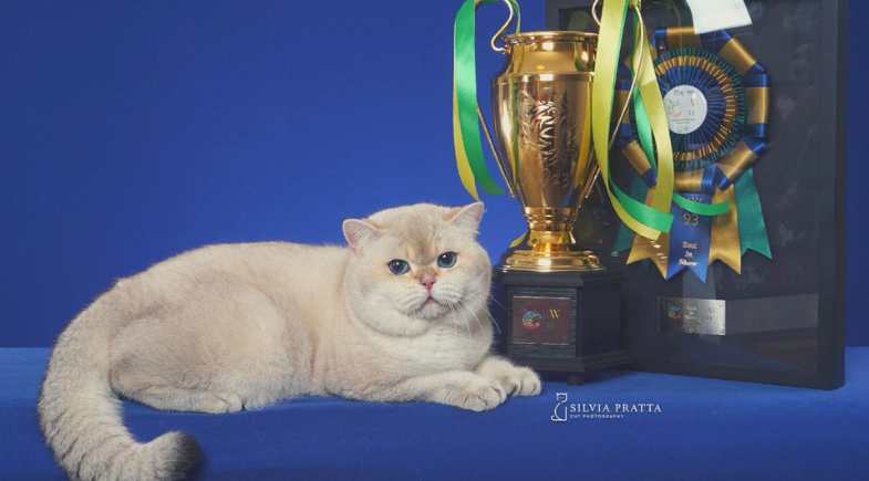 British_Shorthair_2_Pulo_do_Gato_154