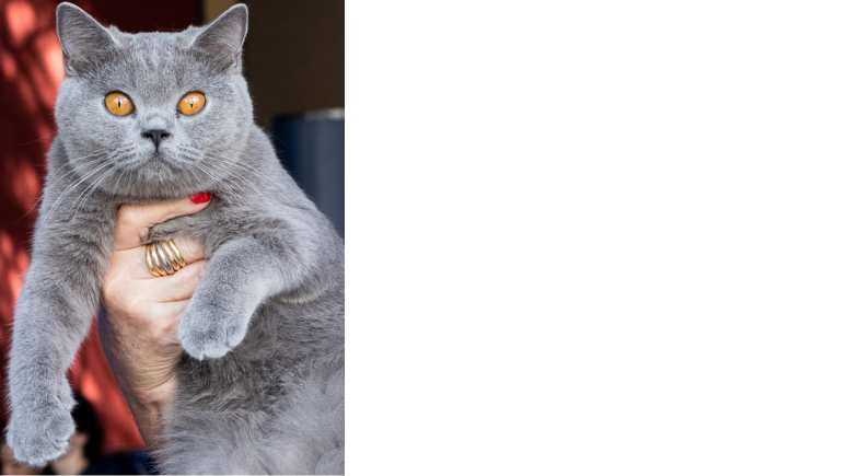 British_Shorthair_3_Pulo_do_Gato_154