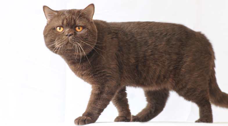 British_Shorthair_5_Pulo_do_Gato_154