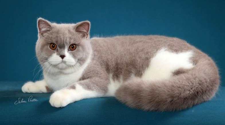 British_Shorthair_7_Pulo_do_Gato_154