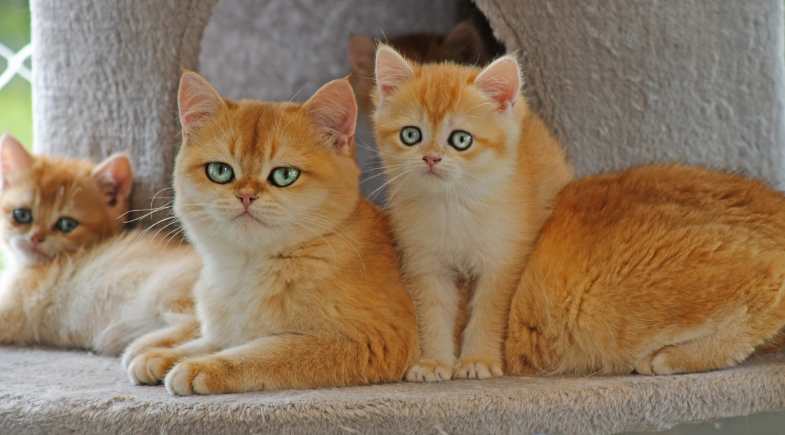 British_Shorthair_8_Pulo_do_Gato_154