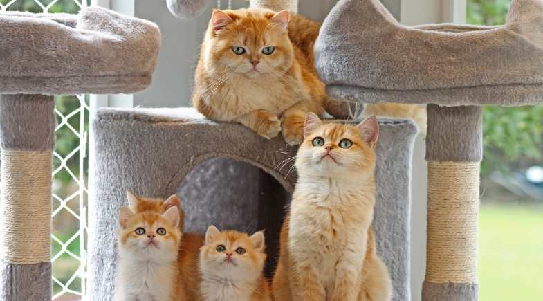 British_Shorthair_Capa_Pulo_do_Gato_154