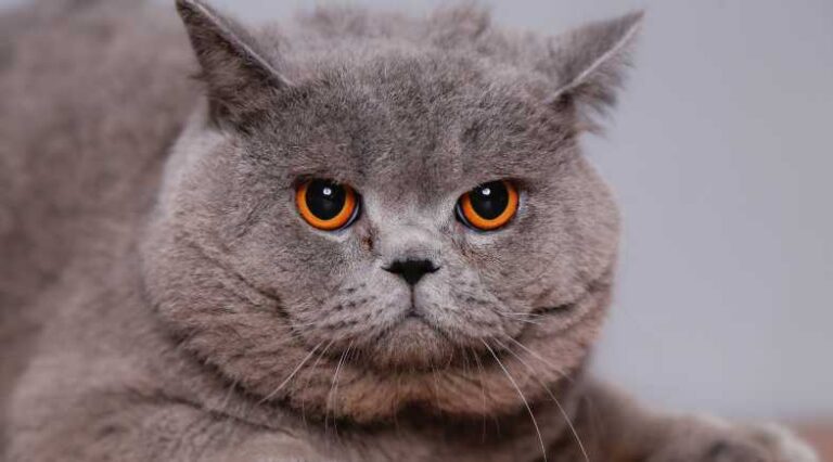 British_Shorthair_Pulo_do_Gato_SEO