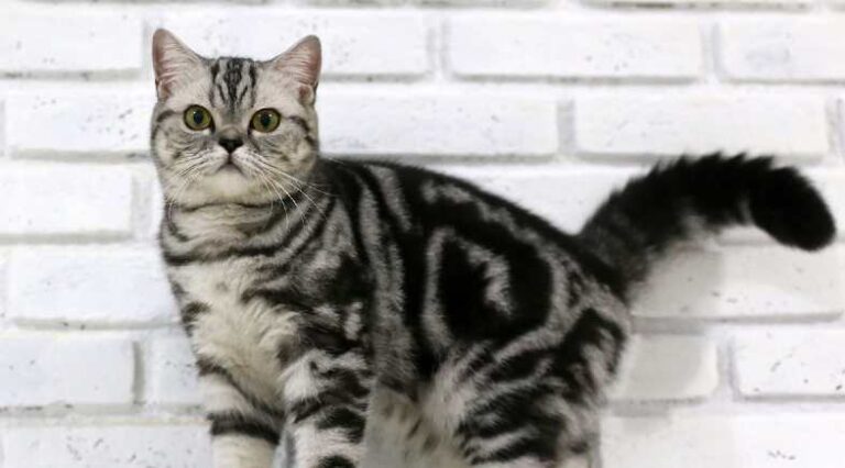 British_Shorthair_Pulo_do_gato_SEO