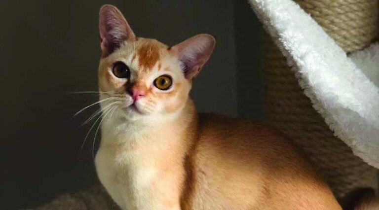 Burmes_Pulo_do_Gato_SEO