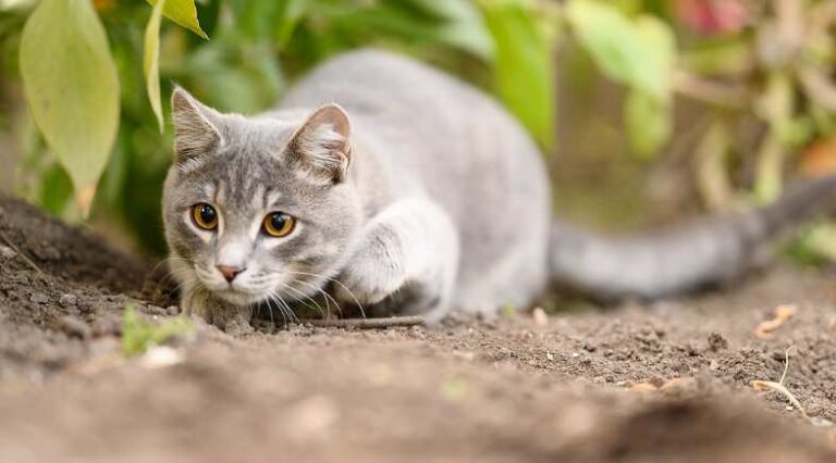 Caçar_Não_Caçar_Pulo_do_Gato