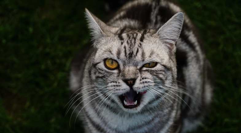 Cigarro faz mal também para os pets: entenda os riscos do tabagismo passivo para animais de estimação