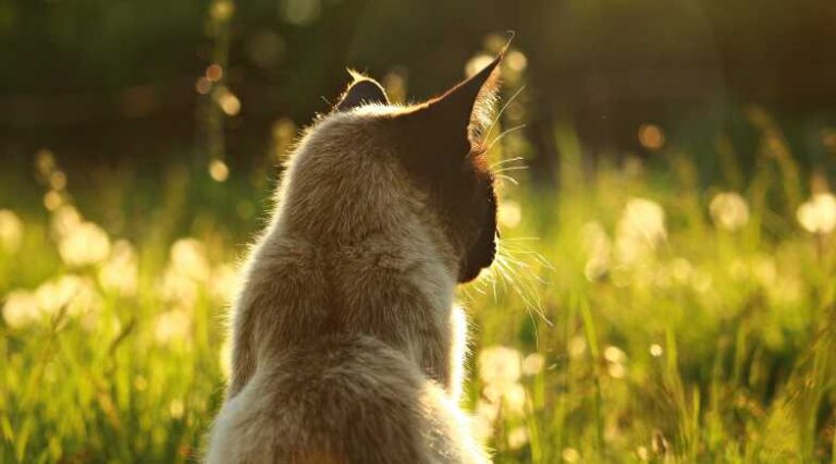 Cat_adocao_pulo_do_gato_SEO