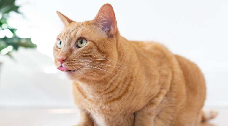 Catnip_Pulo_do_Gato