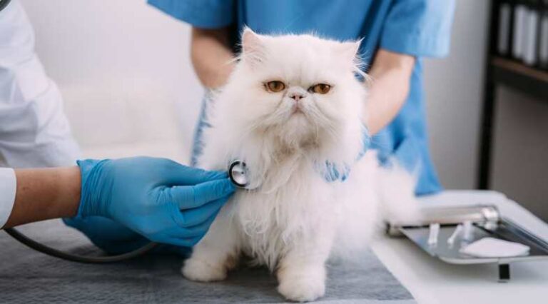 Check_Up_em_Dia_Pulo_do_Gato