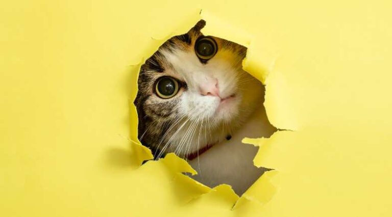 Comportamento_Entenda_revista_Pulo_do_Gato