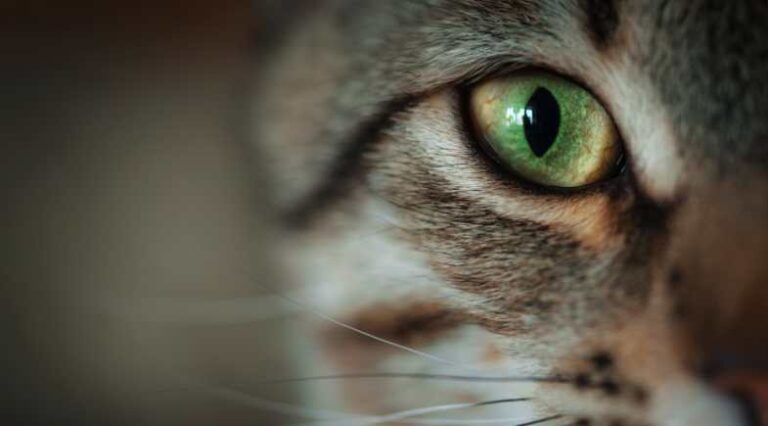 Conjuntivite_Pulo_do_gato_capa_seo