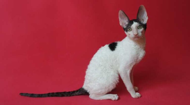 Cornish_1_Pulo_do_gato_152