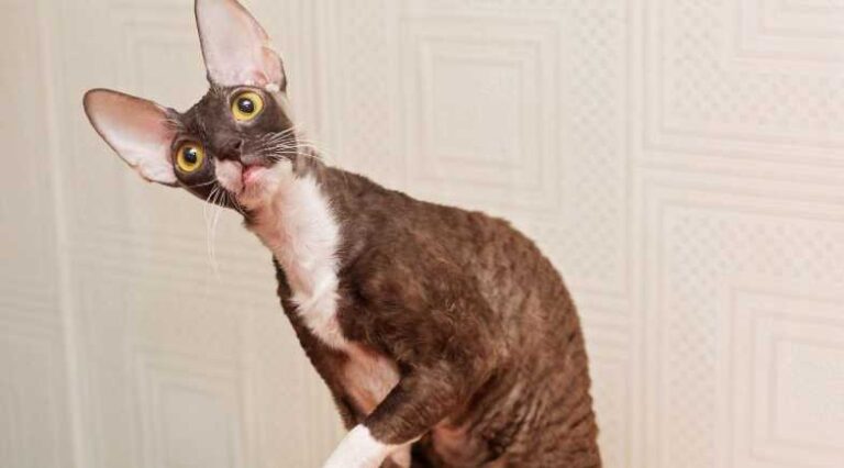 Cornish_Rex_Pulo_do_Gato_SEO