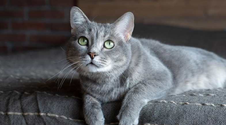 OUTONO E INVERNO: CUIDADOS COM OS FELINOS DURANTE O TEMPO SECO