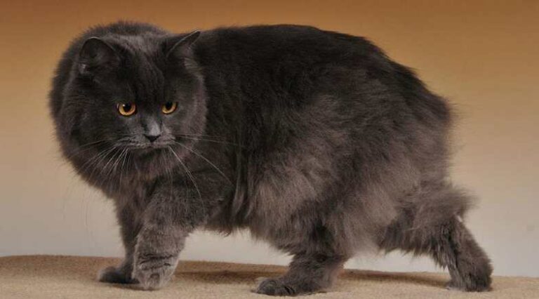 Cymric_Pulo_do_gato_capa_seo