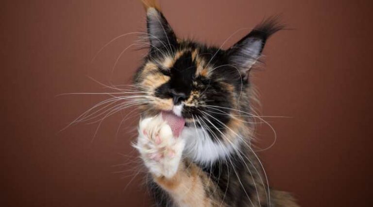 Dermatologia_Felina_Pulo_do_Gato