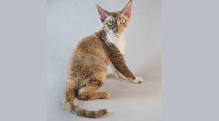 Devon_Rex_Capa_Pulo_do_Gato