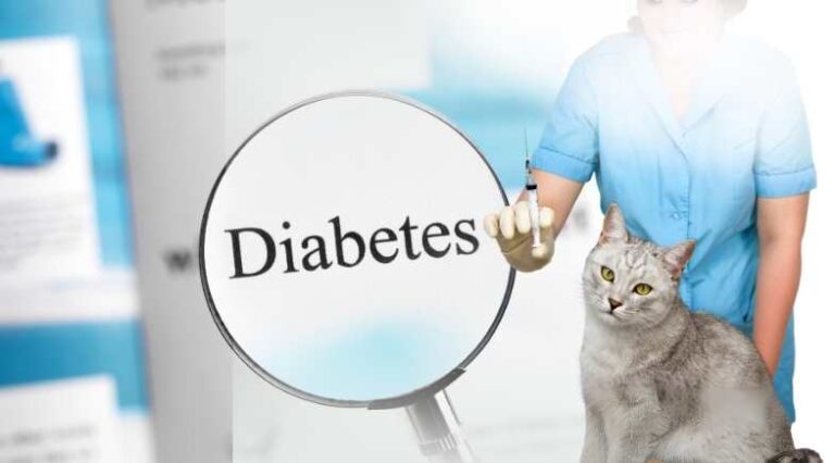 Diabetes_Em_Gatos_Pulo_do_Gato