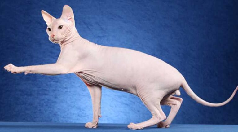 Don_Sphynx_Pulo_do_Gato_SEO