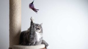 10 passos para ter um lar gatificado e ideal para um gato