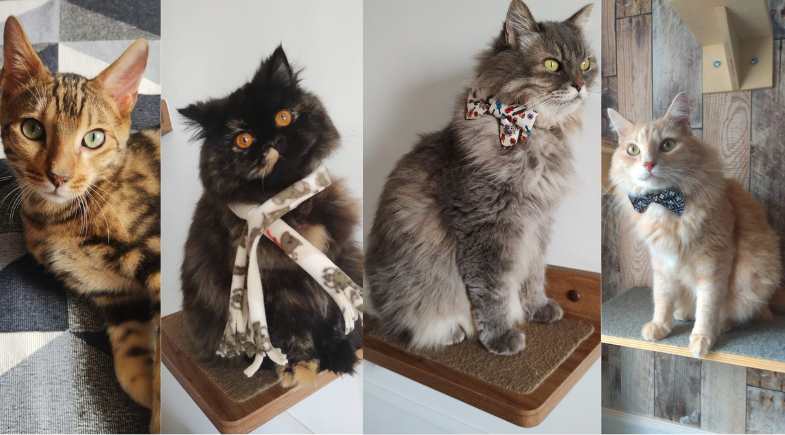 Daniela e sua gangue de gatinhos do Instagram