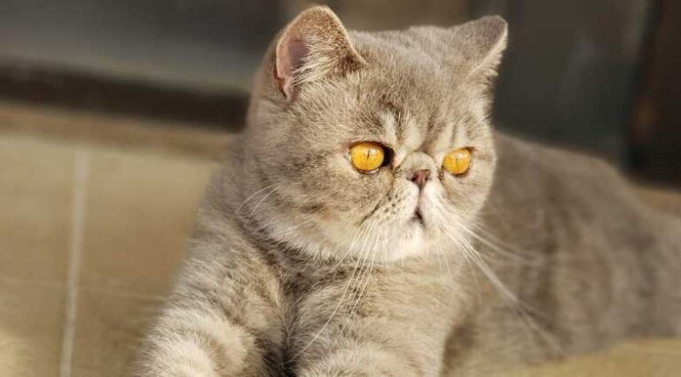 Exotico_Pulo_do_Gato_SEO