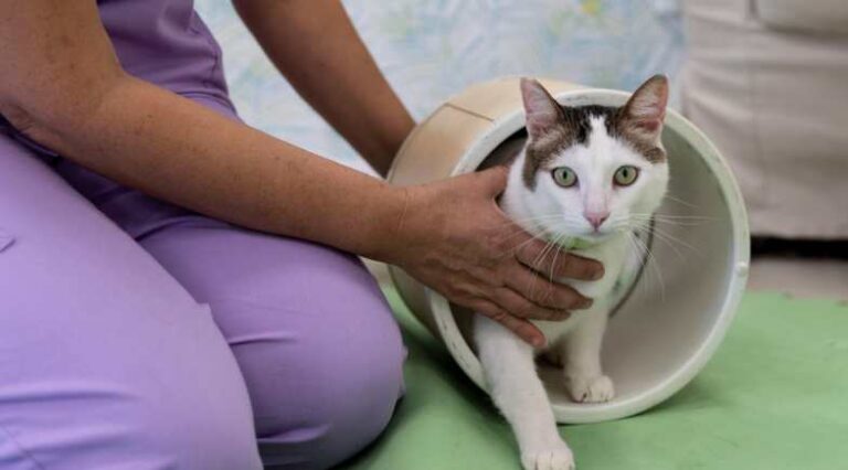 Fisioterapia_em_Gatos_Pulo_do_Gato