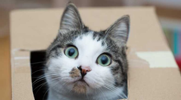 Gatificacao_Pulo_do_Gato_SEO