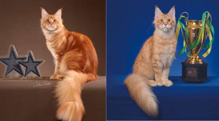Gatil_Monte_Olinpo_Pulo_do_Gato