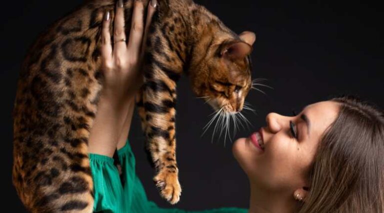Gatil_Monticelli_Pulo_do_Gato_153