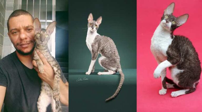 Gatil_Segata_Rex_Pulo_do_gato_152
