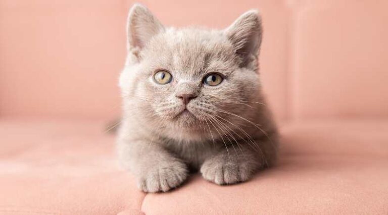 Gatinho_Novo_Pulo_do_Gato_Abre