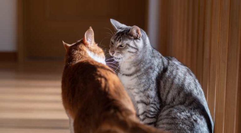 Gato_Dominante_Pulo_do_Gato