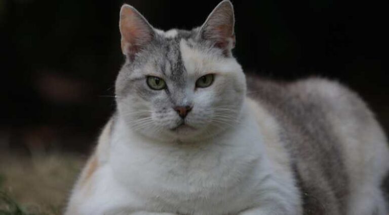 Gato_gordinho_capa_SEO