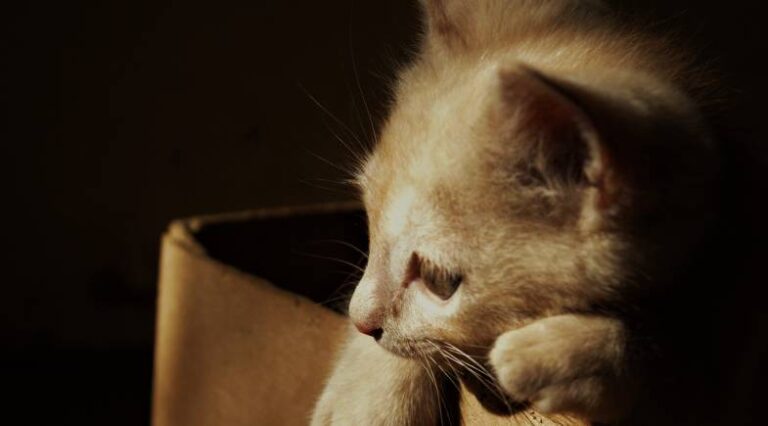 Gato_presente_Pulo_do_gato_SEO